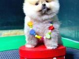 2.5 Aylık Erkek Ve Dişi Pomeranian Yavrular