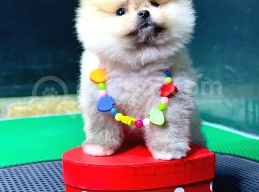 2.5 Aylık Erkek Ve Dişi Pomeranian Yavrular görsel