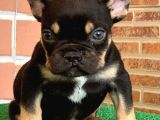 Safkan French Bulldog Black Tan Erkek Yavrumuz
