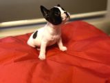 A+ Kali̇te French Bulldog Yavrular