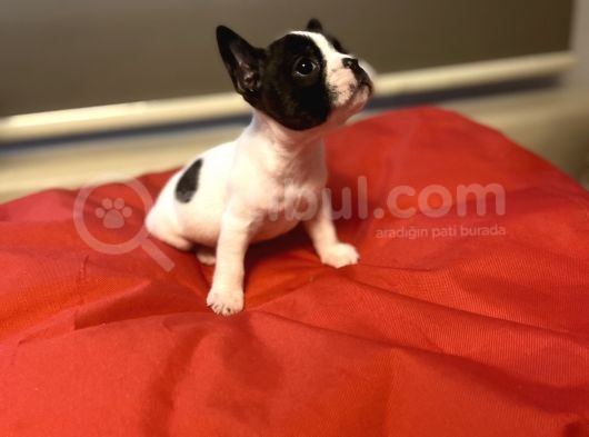 A+ Kali̇te French Bulldog Yavrular görsel