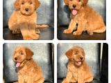 A Kali̇te Malti̇poo Bebekler