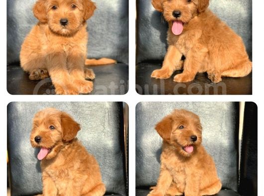 A Kali̇te Malti̇poo Bebekler
