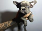 Egzoti̇k Blue Ve Blur Merle  French Yavrulari