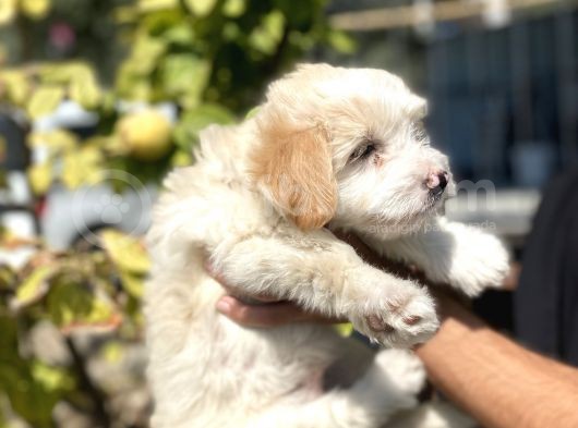 Sevi̇mli̇ Malti̇poo Yavrulari görsel