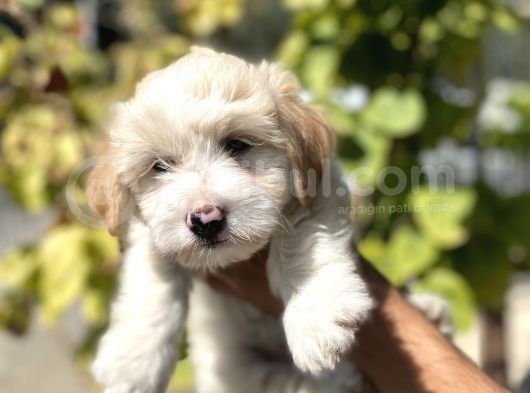 Sevi̇mli̇ Malti̇poo Yavrulari görsel