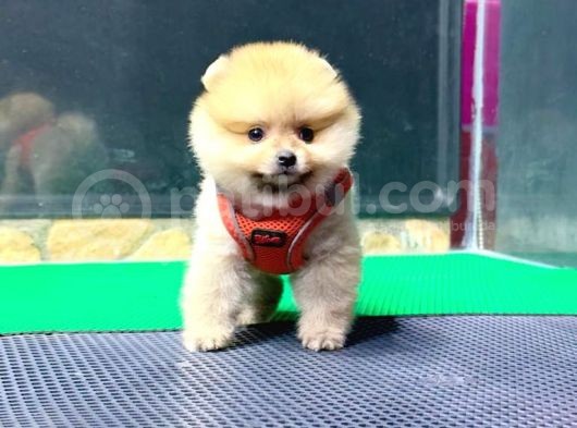 2.5 Aylık Erkek Ve Dişi Pomeranian Yavrular görsel
