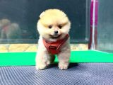 2.5 Aylık Erkek Pomeranian Yavru
