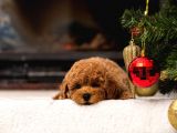 Profesyonel Poodle Yetiştirme Çiftliğinden Fci̇ Ki̇f Şecereli Yavrular