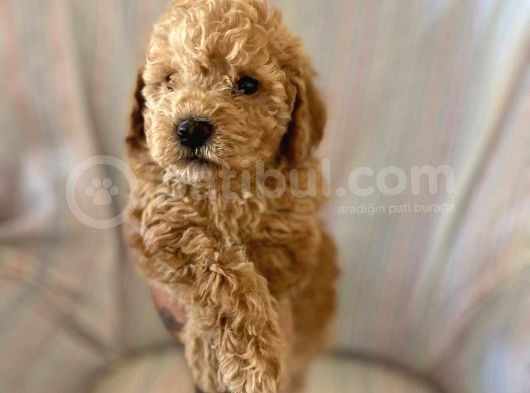 Mükemmel Kali̇tede Poodle Yavrulari görsel