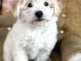 Sevi̇mli̇ Malti̇poo Yavrulari