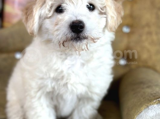 Sevi̇mli̇ Malti̇poo Yavrulari