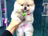2.5 Aylık Erkek Ve Dişi Pomeranian Yavrular