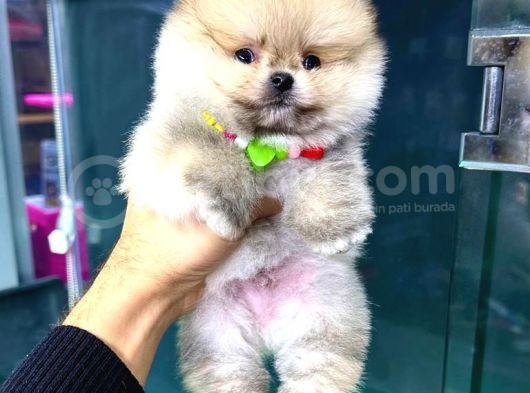2.5 Aylık Erkek Ve Dişi Pomeranian Yavrular görsel