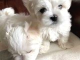 Kore Kan Maltese Terri̇er
