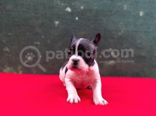 A+ Kali̇te French Bulldog Yavrular görsel