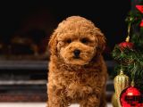 Profesyonel Poodle Yetiştirme Çiftliğinden Fci̇ Ki̇f Şecereli Yavrular
