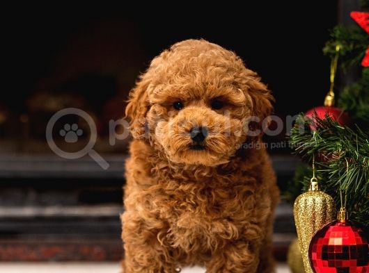 Profesyonel Poodle Yetiştirme Çiftliğinden Fci̇ Ki̇f Şecereli Yavrular görsel