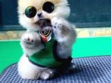 2.5 Aylık Erkek Pomeranian Yavru