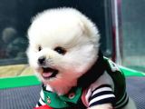 2.5 Aylık Erkek Pomeranian Yavru