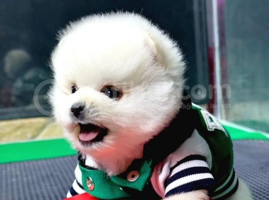 2.5 Aylık Erkek Pomeranian Yavru görsel