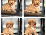 A Kali̇te Malti̇poo Bebekler