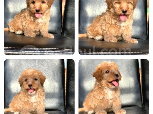 A Kali̇te Malti̇poo Bebekler görsel