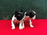 A+ Kali̇te French Bulldog Yavrular