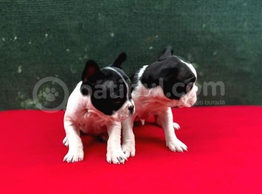 A+ Kali̇te French Bulldog Yavrular