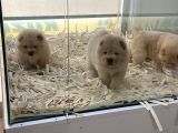 Pofuduk Chow Chow Yavruları