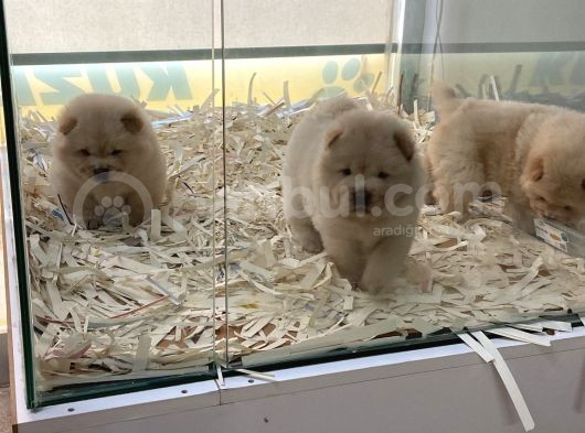 Pofuduk Chow Chow Yavruları görsel