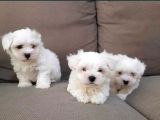 Kore Kan Maltese Terri̇er