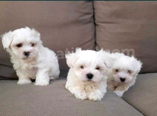 Kore Kan Maltese Terri̇er
