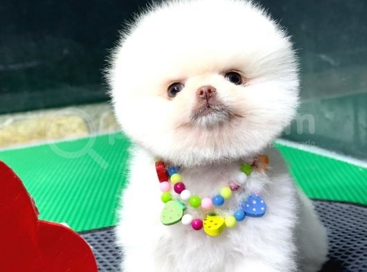 2.5 Aylık Erkek Pomeranian Yavru görsel