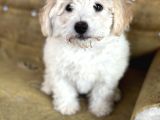 Sevi̇mli̇ Malti̇poo Yavrulari