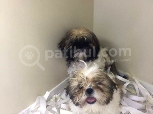 Morkie Cinsi Yavrular 
