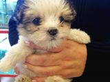 Morkie Cinsi Yavrular 