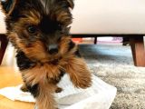 Morkie Cinsi Yavrular 