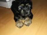 Morkie Cinsi Yavrular 