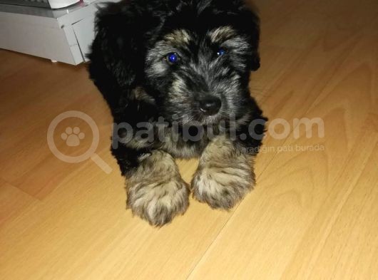 Morkie Cinsi Yavrular 