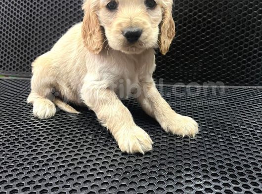 A Kalite American Cocker Yavrular görsel