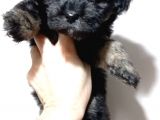 Mükemmel Kalitede Toy Poodle Yavru