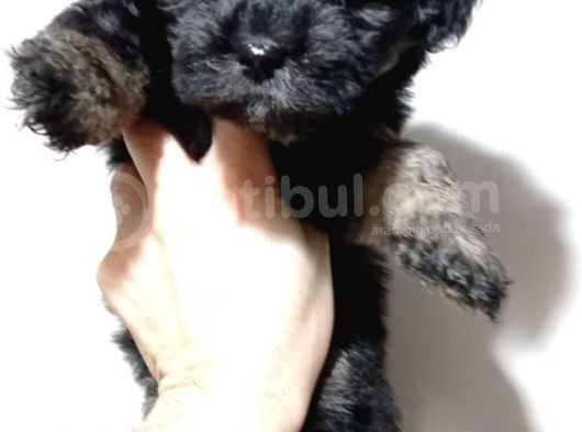 Mükemmel Kalitede Toy Poodle Yavru görsel