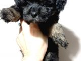 Mükemmel Kalitede Toy Poodle Yavru