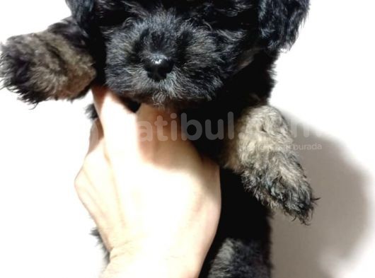 Mükemmel Kalitede Toy Poodle Yavru görsel