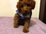 Red  Toy Poodle Yavrularimiz