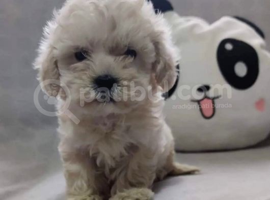 Anne Altından 60 Günlük F1 Maltipoo Yavrum