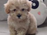 Anne Altından 60 Günlük F1 Maltipoo Yavrum