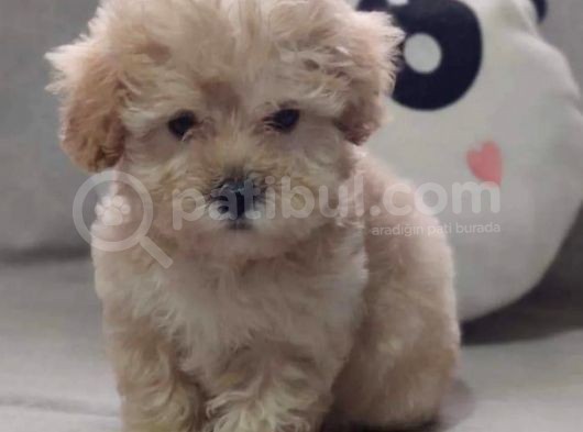 Anne Altından 60 Günlük F1 Maltipoo Yavrum görsel