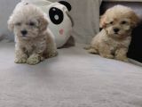 Anne Altından 60 Günlük F1 Maltipoo Yavrum